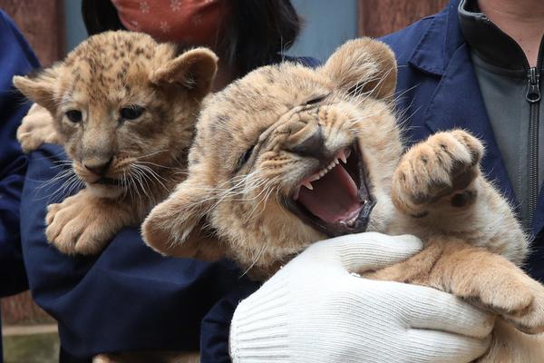 ??追著打！詹姆斯生涯與德羅贊交手戰績44勝14負 季后賽12-2